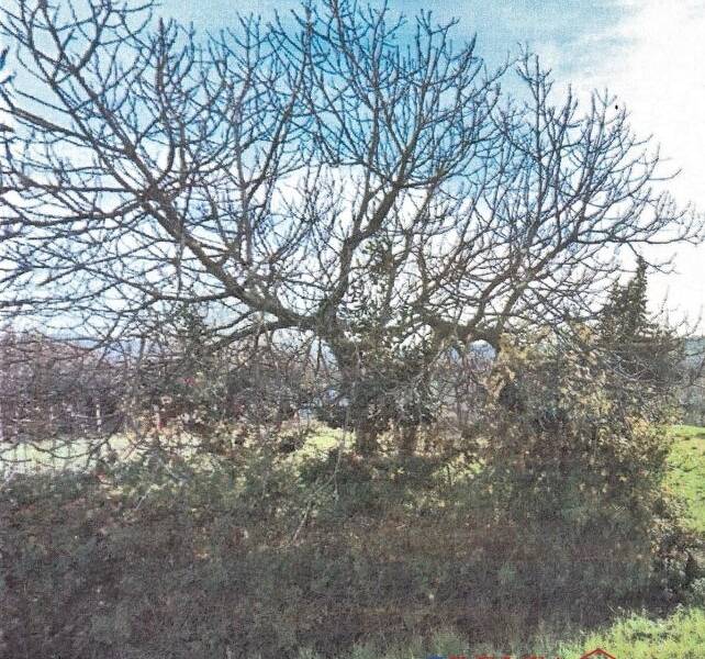 foto principale del terreno