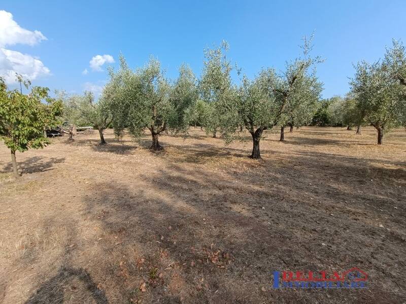 foto principale del terreno