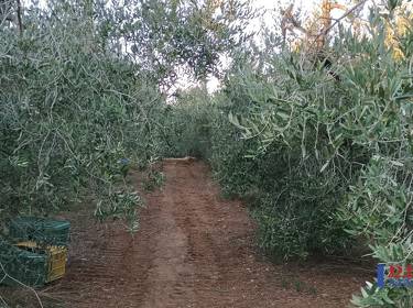 foto principale del terreno