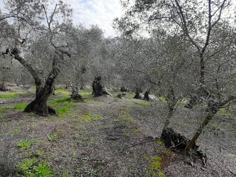 foto principale del terreno