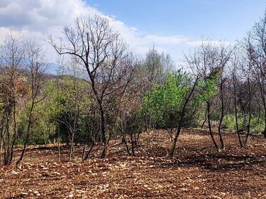 foto principale del terreno