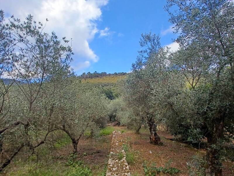 foto principale del terreno