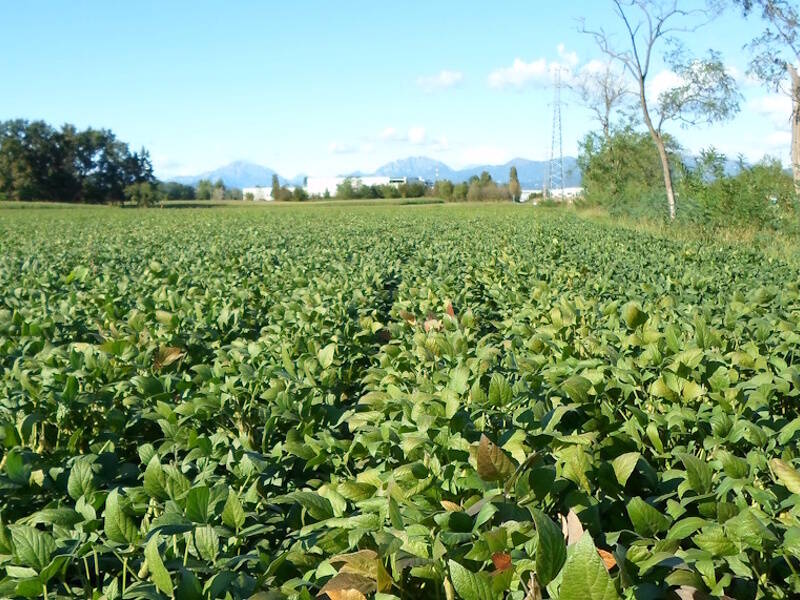 immagine annuncio 1 di 4