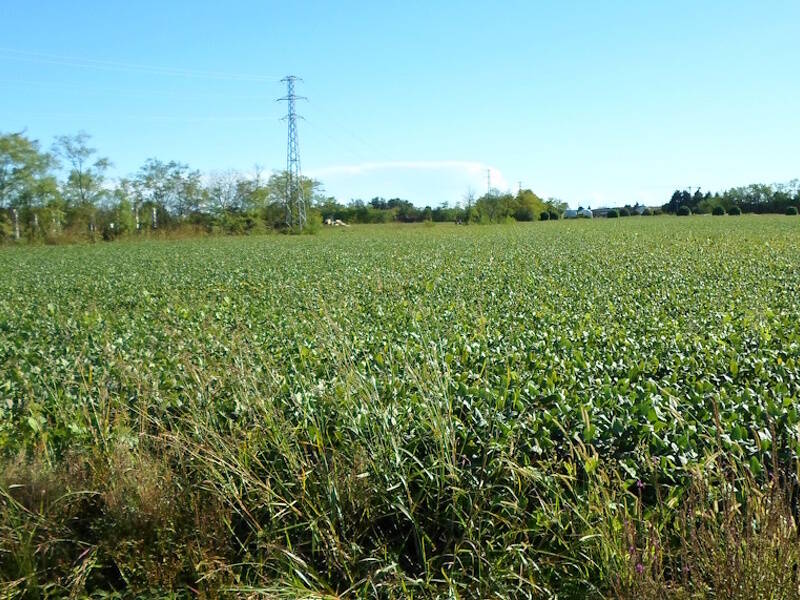 immagine annuncio 2 di 4