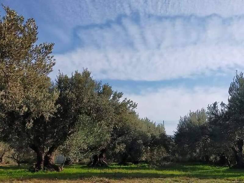 foto principale del terreno