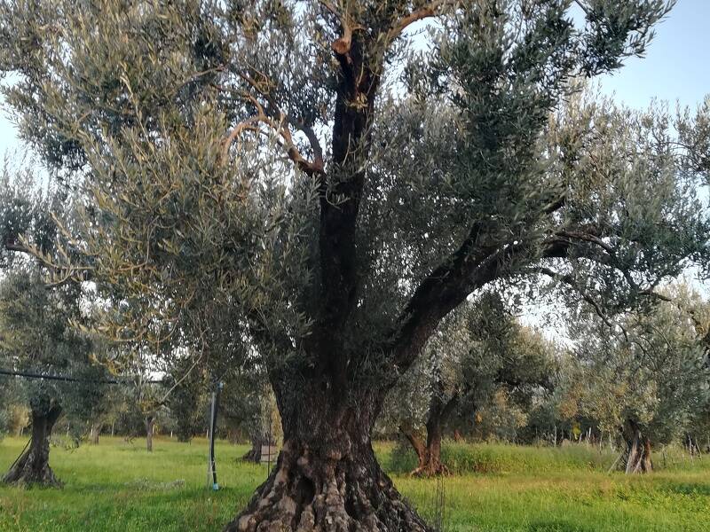 immagine annuncio 4 di 5