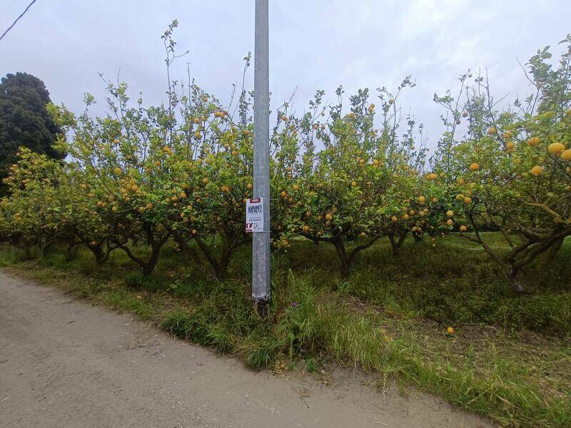 foto principale del terreno