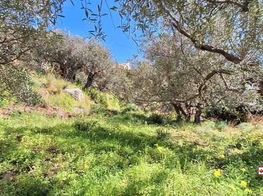 foto principale del terreno