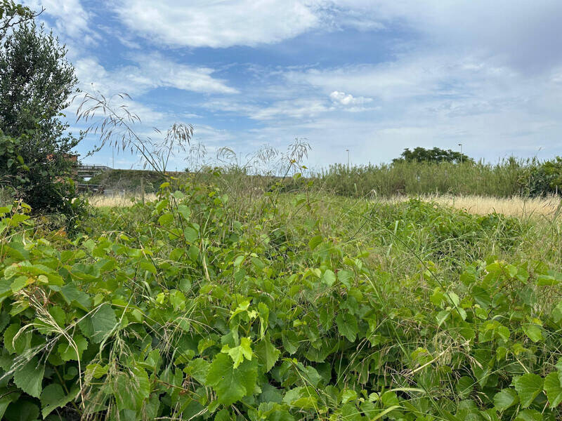 foto principale del terreno