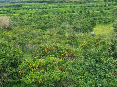 foto principale del terreno