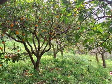 foto principale del terreno