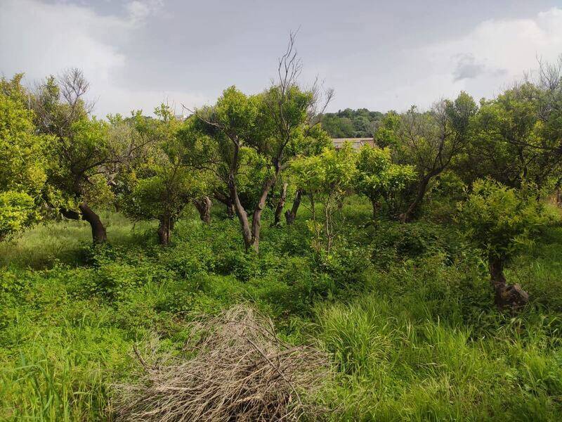 foto principale del terreno