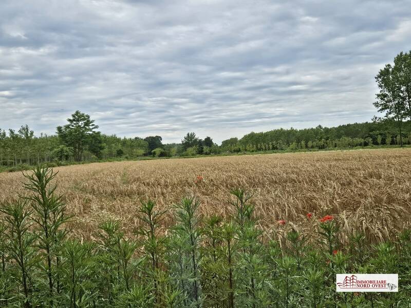 foto principale del terreno