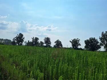 foto principale del terreno