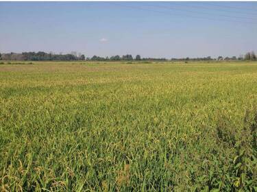 foto principale del terreno