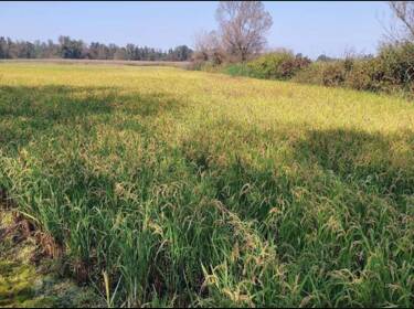 foto principale del terreno