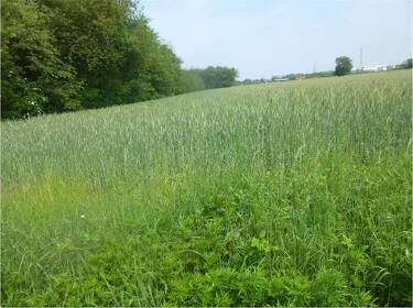 foto principale del terreno