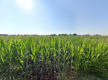foto principale del terreno