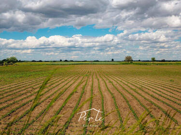 foto principale del terreno