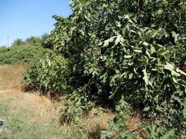 foto principale del terreno