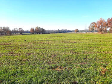 foto principale del terreno