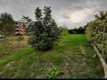 foto principale del terreno
