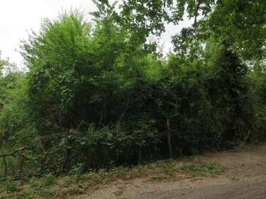 foto principale del terreno