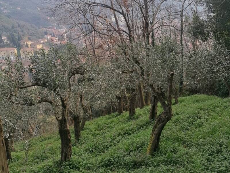 foto principale del terreno