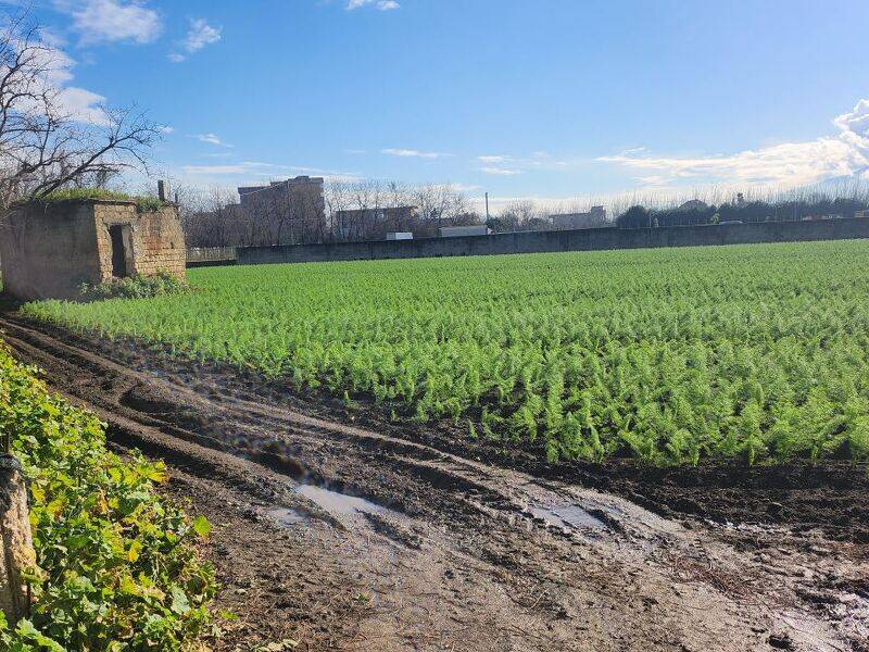 foto principale del terreno