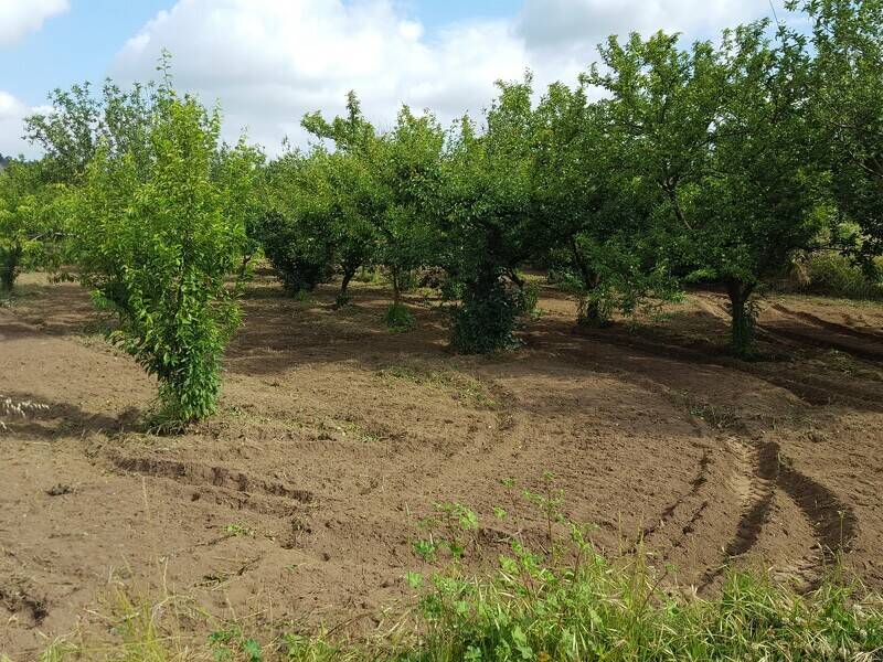 foto principale del terreno