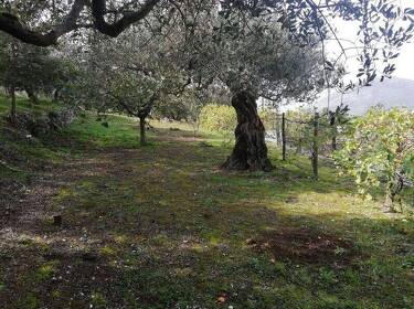 foto principale del terreno