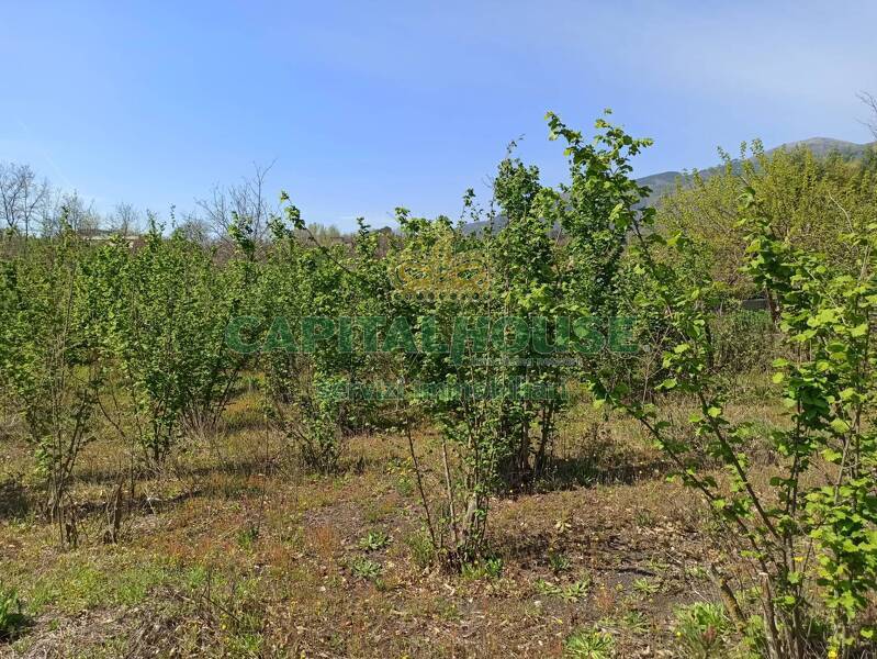 foto principale del terreno