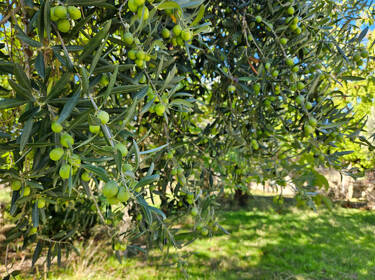 foto principale del terreno