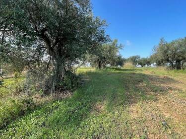 foto principale del terreno