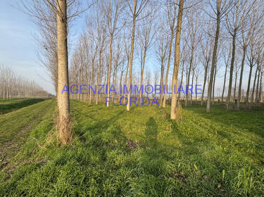 foto principale del terreno