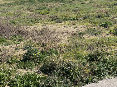 foto principale del terreno