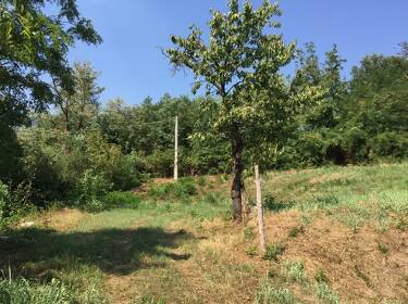 foto principale del terreno