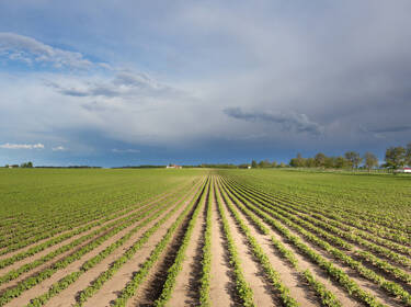 foto principale del terreno