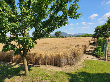 foto principale del terreno