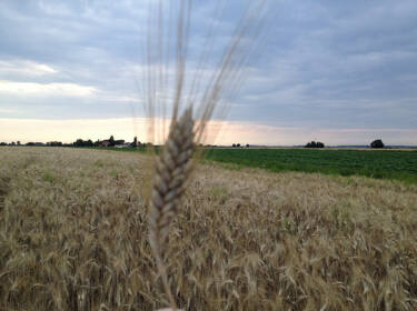 foto principale del terreno