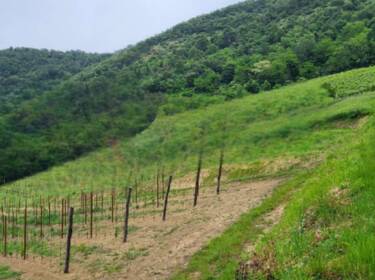 foto principale del terreno