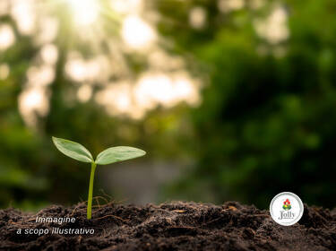 foto principale del terreno