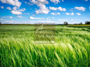 foto principale del terreno