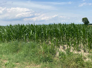 foto principale del terreno