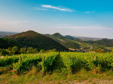 foto principale del terreno