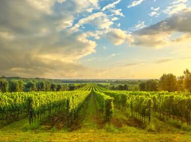 foto principale del terreno