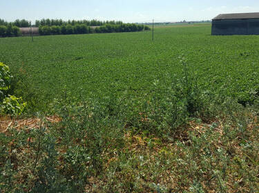 foto principale del terreno