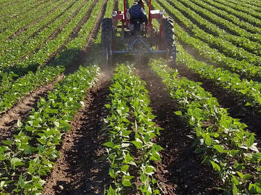 foto principale del terreno