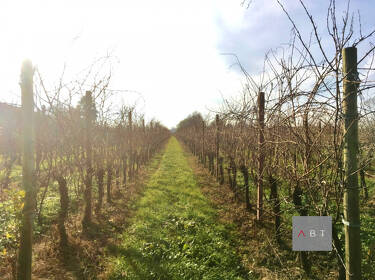 foto principale del terreno