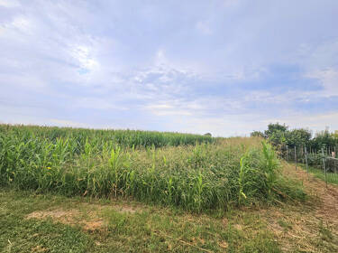 foto principale del terreno